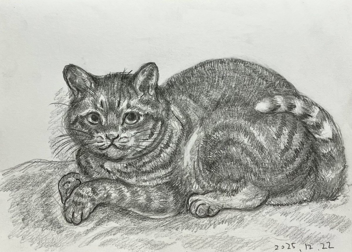 鉛筆で ＃猫ちゃん ＃イラスト