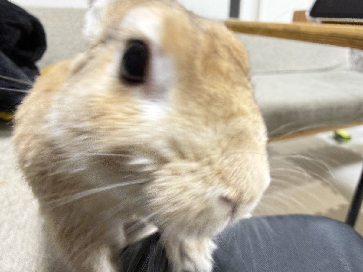 撫でろ圧が凄い