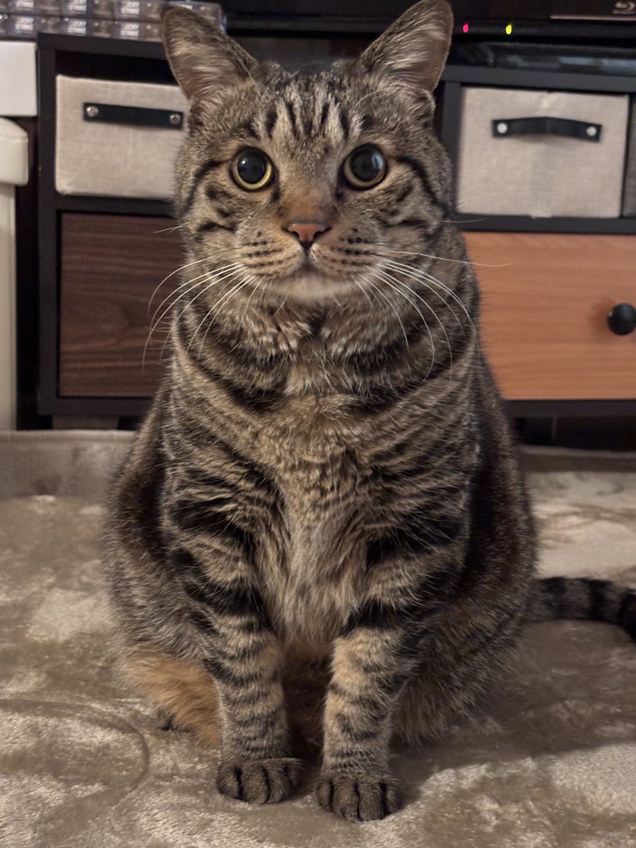 キジトラ虎三郎 (@TH82624015) / Posts / X