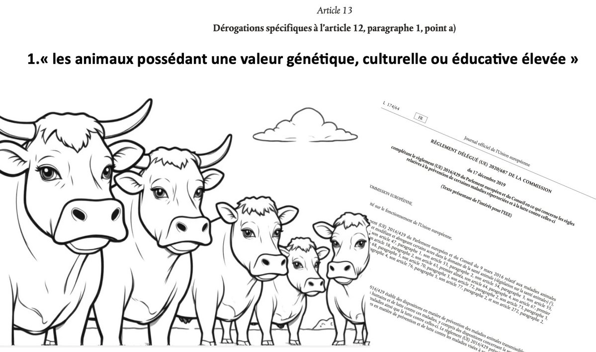 corinne_lalo's tweet image. Chère Madame, avant d'aller quémander des informations à la Commission européenne sur le droit qui protège les vaches françaises, vous pourriez demander à vos services juridiques de lire le Règlement délégué 2020/687 qui prévoit des dérogations aux abattages dans son Article 13.…
