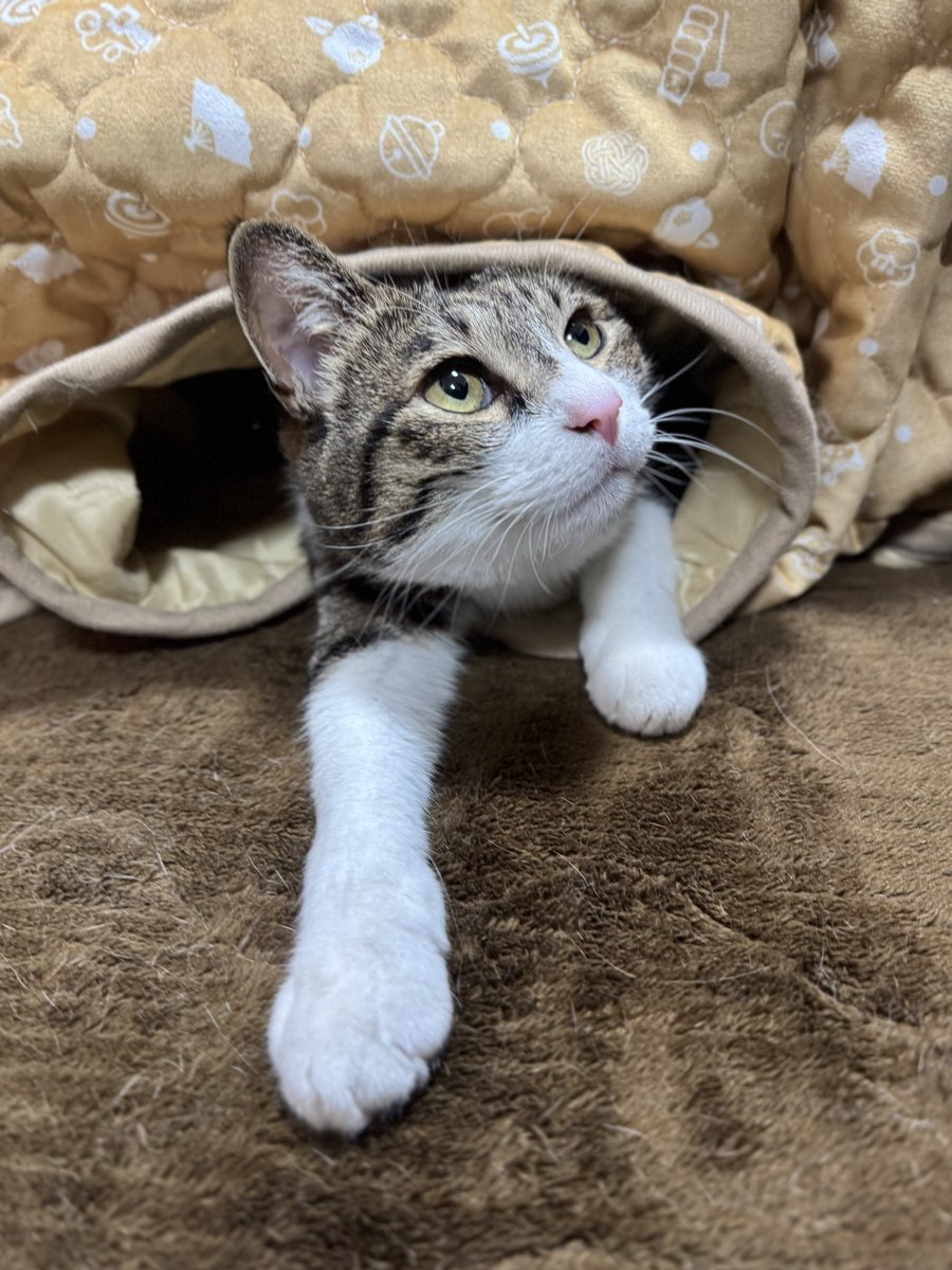 ぎんのねこ (@ginnonekoch) / Posts / X