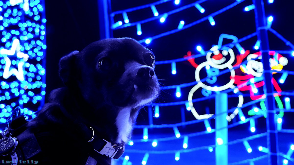 Ringo Tanuki tweet media