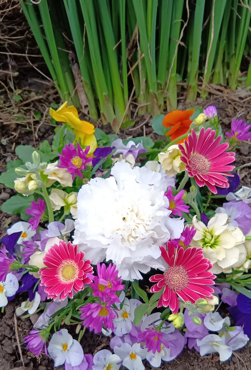 突然ですが 私の大切な大切な大切な相棒ぴーちゃんが私を置いて旅立ち