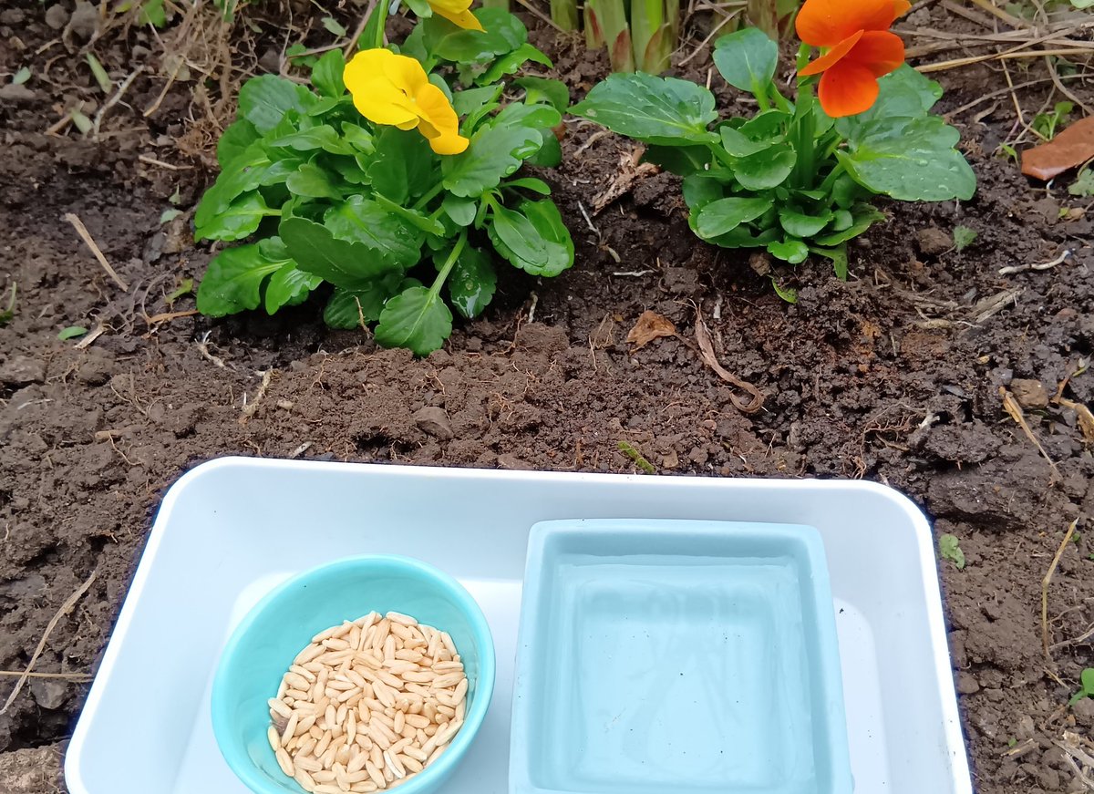 突然ですが 私の大切な大切な大切な相棒ぴーちゃんが私を置いて旅立ち