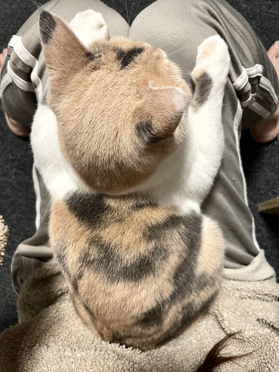 おはにゃん😸🐈🐾🌤️いまねこ