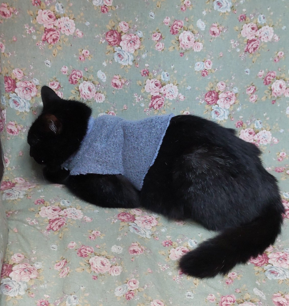 多田すみえ、【ミステリアスな森】、希少な額装用画集より、新品額装付 多田すみえ (@fukuneko5) / Posts / X