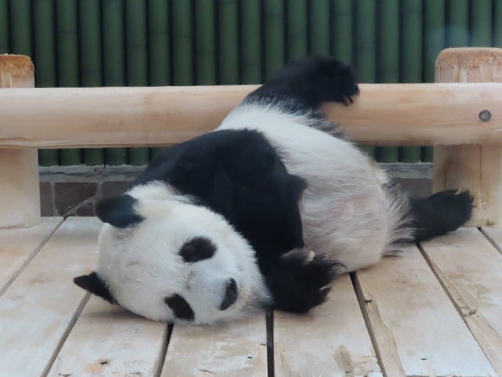 おまえか(💢・᷄ὢ・᷅ )(💢・᷄ὢ・᷅ )(💢・᷄ὢ・᷅ ) 純真無垢な美