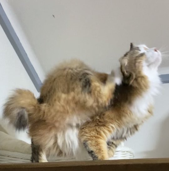 にゃページ GU公式 | メッシュカーディガン(長袖)NTQ+E