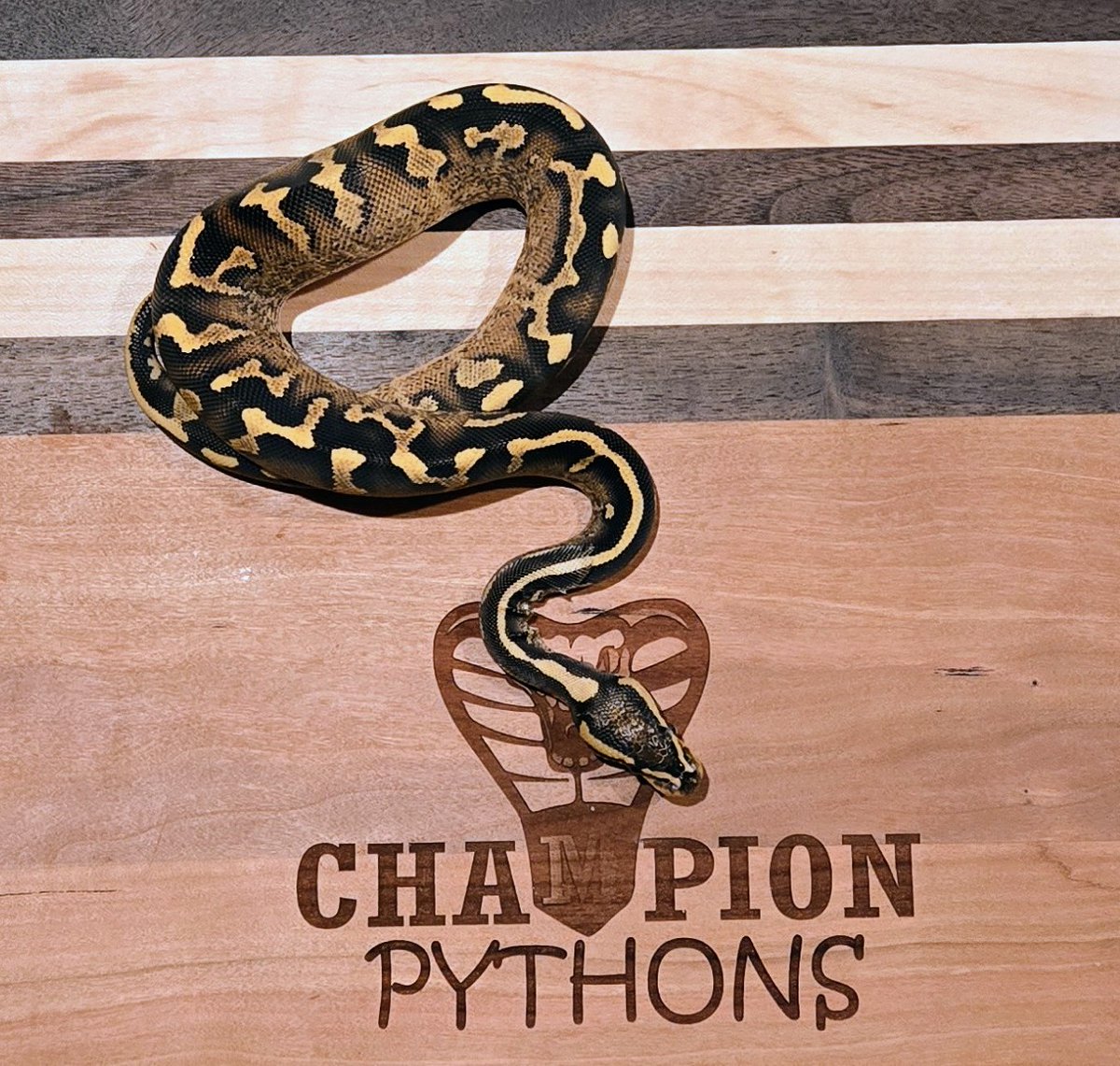 champpythons's tweet image. 0.1 Super Asphalt, Gravel

CHAMPION PYTHONS 🏆