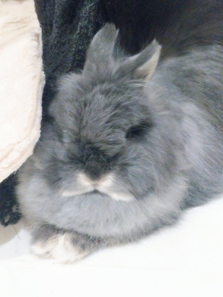 Post by うさぎの時間 on X: まだ眠そうねぇ