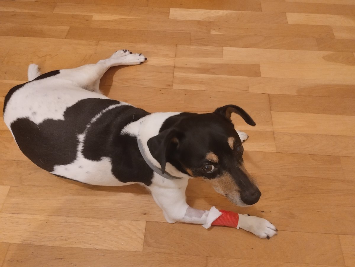 Bueno, ya estamos en casa. Tenía mucha hambre y está intentando quitarse el vendaje. Un recuerdo de su estancia en el hospital. Espero no tener que volver a hablar de estos asuntos en muchos tiempos. 
Gracias por los ánimos.
Buenas noches.😏