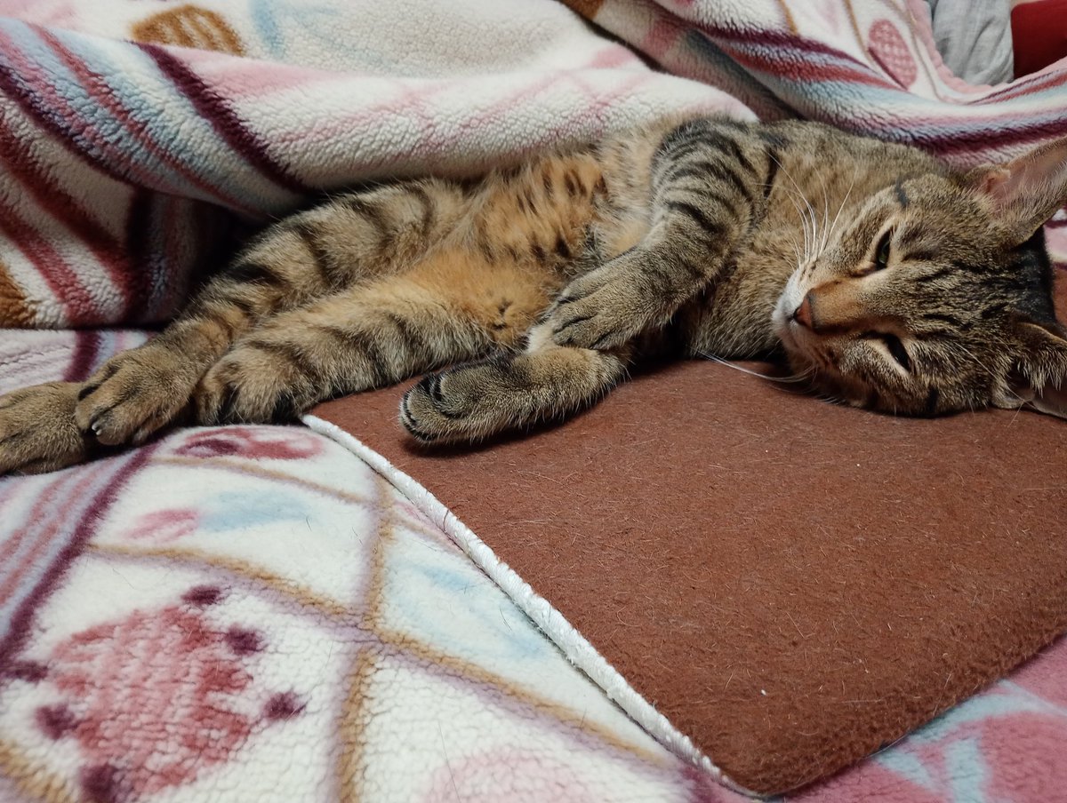 寝起きのゴン太くん