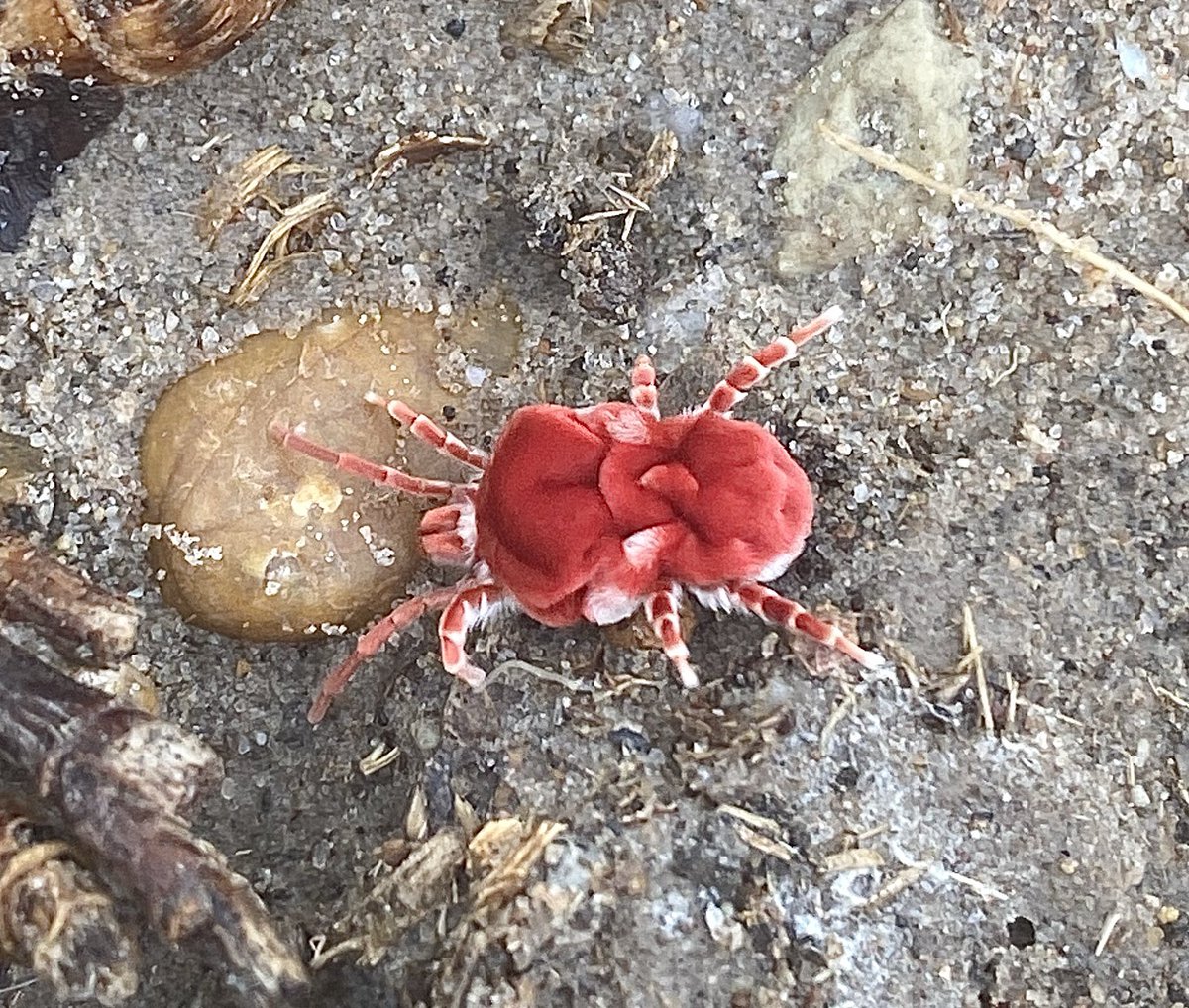radioactivered's tweet photo. After rains, bright red velvet mites (Dinothrombium magnificum) will emerge in places like this one I saw in Texas. 🔴

These tiny arachnids are harmless to humans and play an important role in controlling insect populations. #RedVelvetMite #Arachnids #TexasWildlife https://t.co/o1eNoe0Xpz