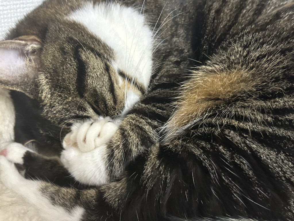 冬はなかなか起きれないよね〜
＃猫