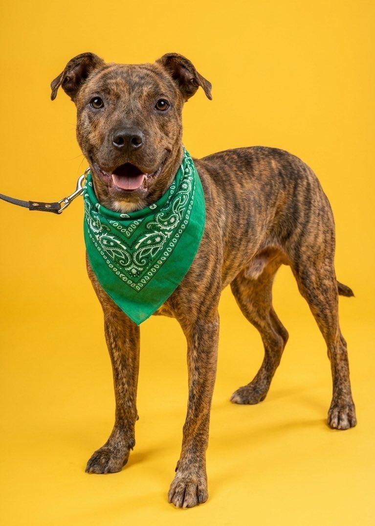 𝙷𝚎𝚕𝚊 𝙼𝚘𝚛𝚎 🐶 tweet media