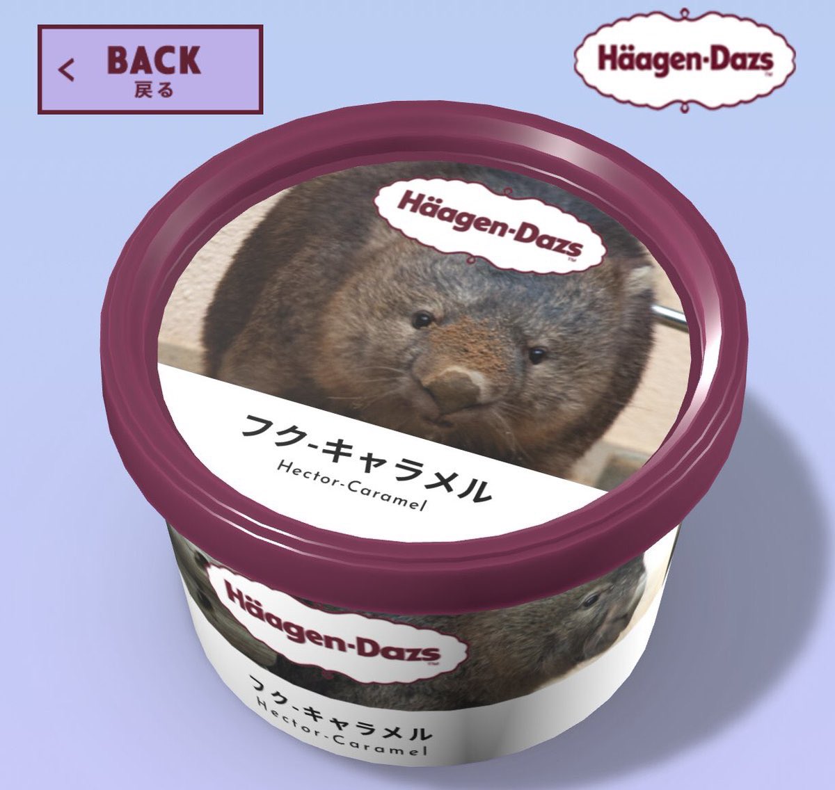 サエサページ  Wonda Wombat ウォンバット Happy #worldwombatday #世界ウォンバットの日 ✨🎉 I have put