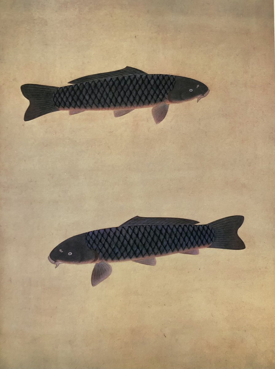 福田平八郎「遊鯉」 福田平八郎「遊鯉」 独立行政法人国立美術館・所蔵作品検索