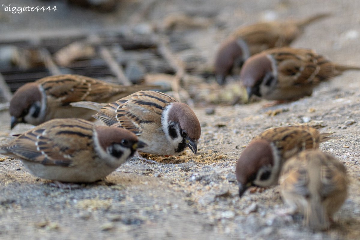 biggate4444@毎日スズメ今年で8年目 (@biggate43) / Posts / X