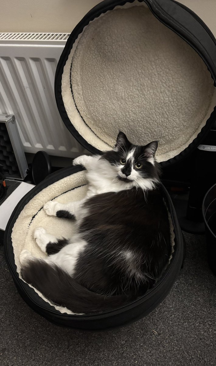 ChubbIsCooking's tweet photo. He has been captured and is being put into storage in my drum bag

On a serious note, he is turning 2 tomorrow. It feels like yesterday that we had brought him into our life and were celebrating him no longer being a kitten

I love this goober so much. https://t.co/03Ck57bWFi