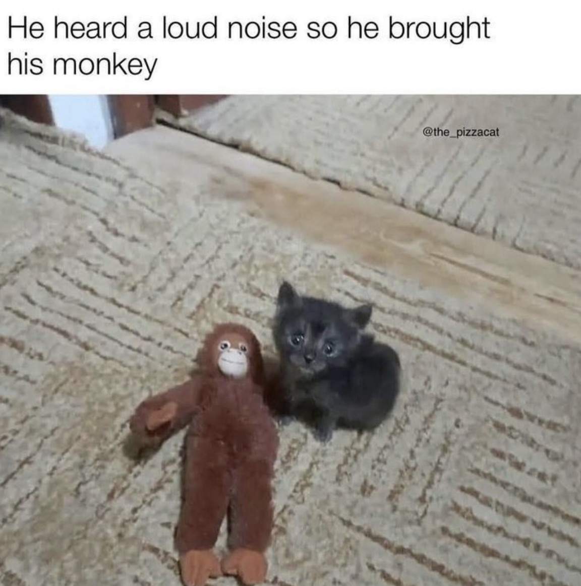 cats with powerful impression 🐾 tweet media