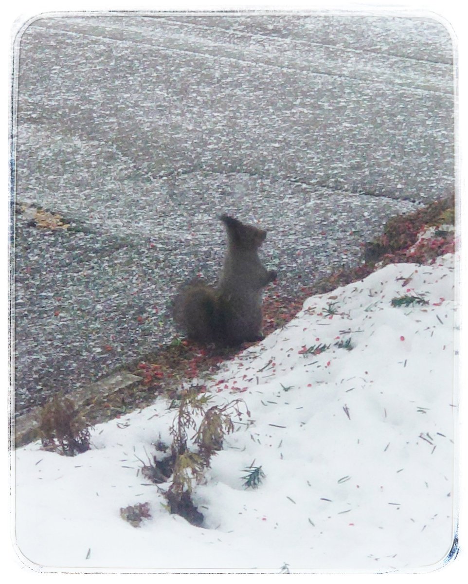 鳥たちにと思って置いておいたヒマワリの種をリッスが食べていた…
君…いつから来てたの？（笑）
可愛すぎて出勤するの躊躇っちゃったよ🐿♡またおいで〜！