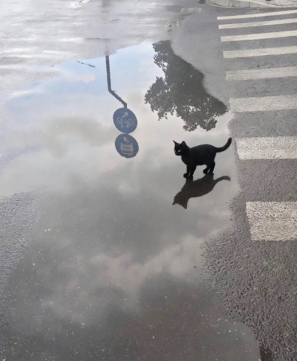 contents that ll heal your depression 🌻 (@catshealdeprsn) on Twitter photo 