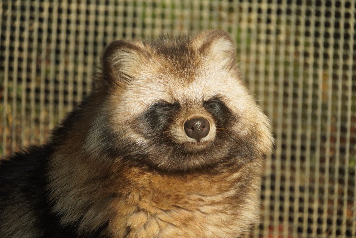 おはもふ大五郎💤