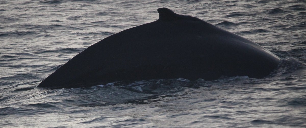 klondyker's tweet photo. Humpbacks have moved a little further out from #Ullapool, in behind Isle Martin, but still usy and feeding, alongwith common dolphns and porpoises. Sea birds caprturing bigger fish, suspect herring.
That's 18 days we've seen them now.
#WesterRossMPA #MPAsWork
@BBCSpringwatch https://t.co/AsUjY6jMyz