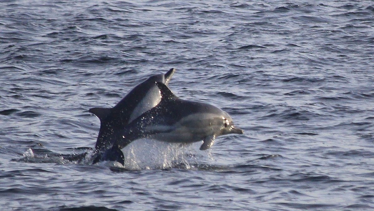klondyker's tweet photo. Humpbacks have moved a little further out from #Ullapool, in behind Isle Martin, but still usy and feeding, alongwith common dolphns and porpoises. Sea birds caprturing bigger fish, suspect herring.
That's 18 days we've seen them now.
#WesterRossMPA #MPAsWork
@BBCSpringwatch https://t.co/AsUjY6jMyz