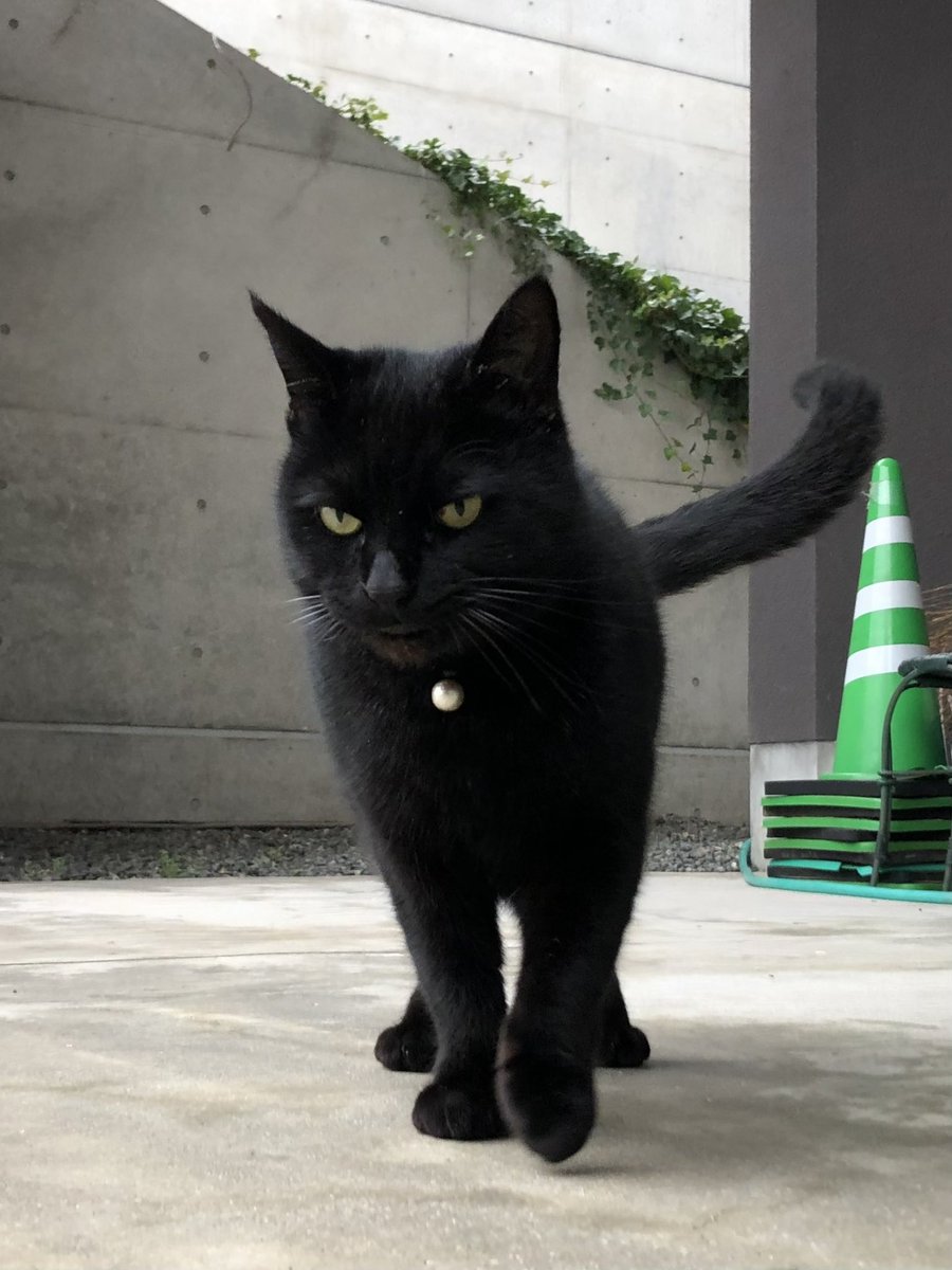 時をかける猫ニャ517 