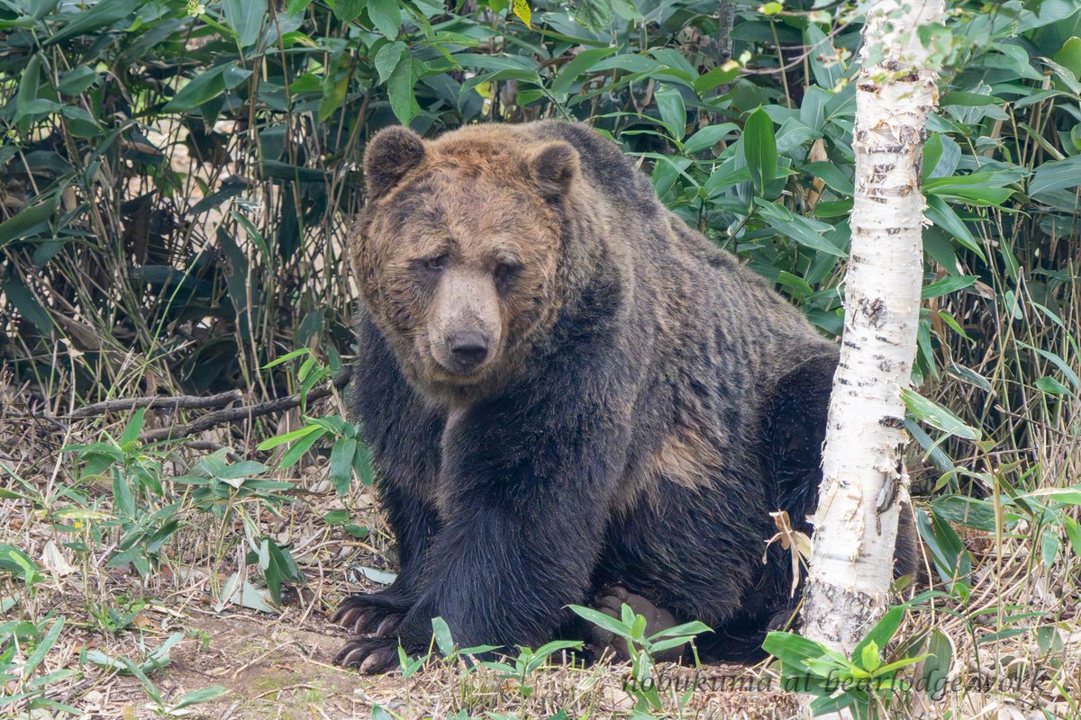 のぶクマ🐻C107 2日目 西あ-72b (西2) (@kumar0001) / Posts / X