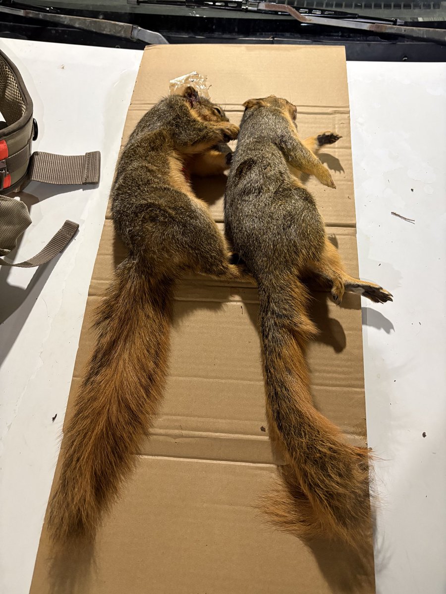 Snuck out for a quick squirrel and rabbit hunt this afternoon