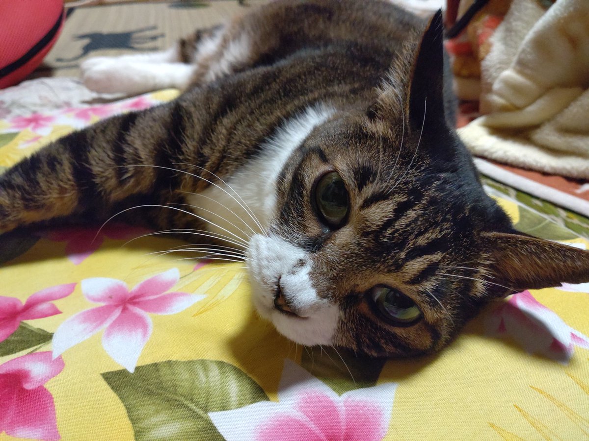 確認❤⃛ヾ(๑❛ ▿ ◠๑ )画像3枚 おはようございます😺