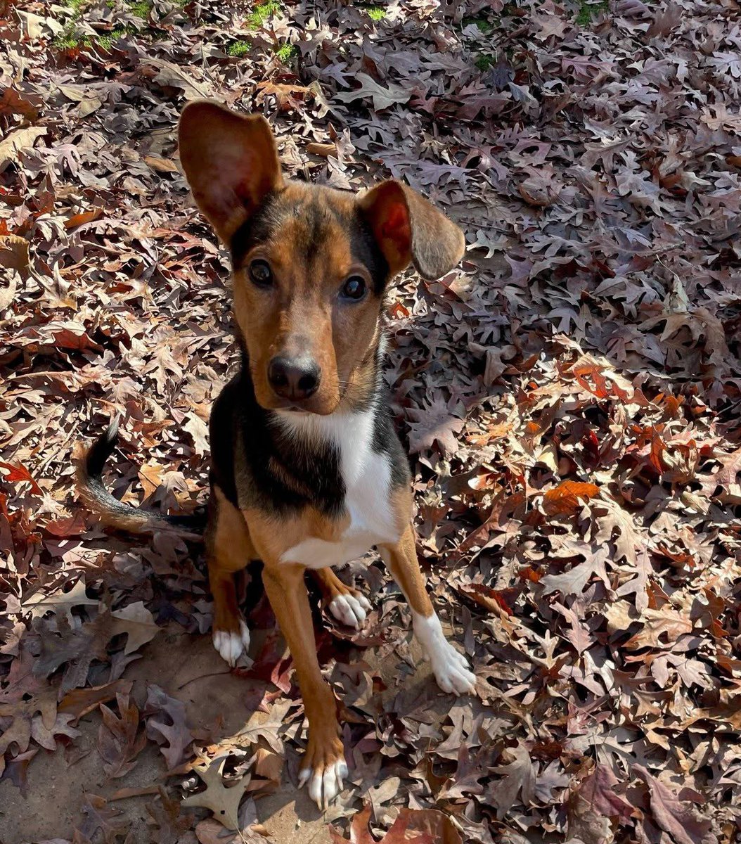 Lucky_Pup_SC's tweet image. Ralphie is just a puppy yet his family moved out &amp;amp; left him behind.

No food. No shelter. Not even a year old &amp;amp; forced to survive on his own.

He waited on the porch for days, hoping they would come back. They never did. Thankfully a kind woman noticed and spoke up! Continued 👇
