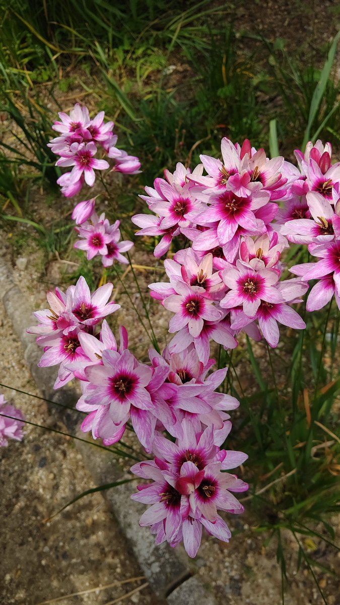 ピーちゃん (@0yVZmRSzOaBhWvP) / Posts / X