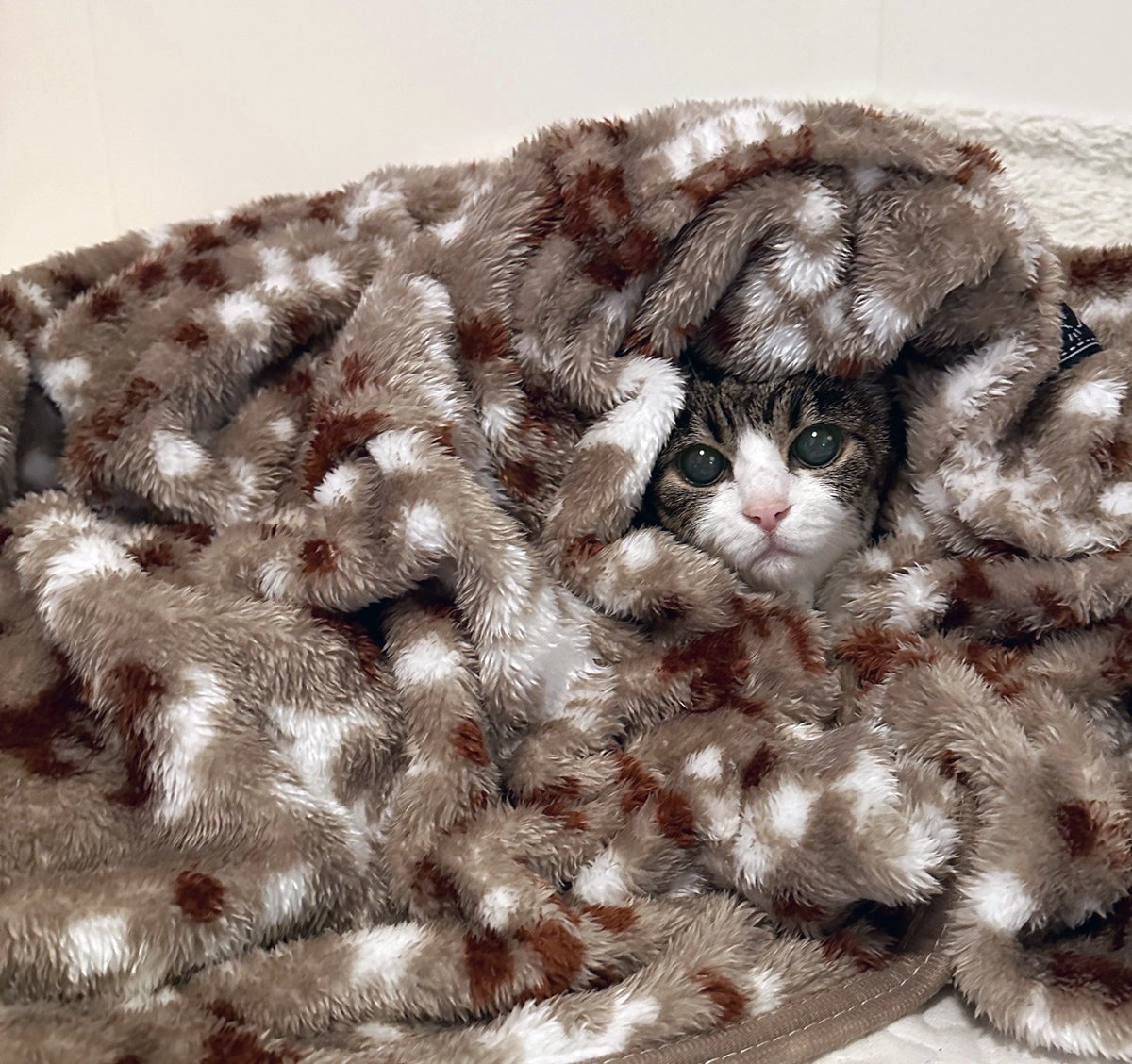 ゆりんこ (@yurinko0716) / Posts and Replies / X