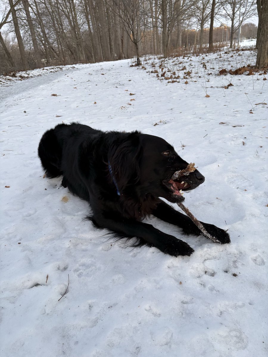 Beautiful winter solstice afternoon for a walk, and Maximus loved it too