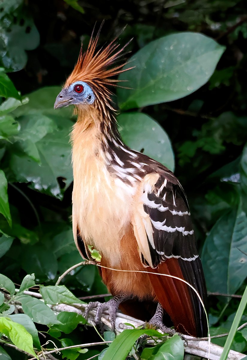 Above96th's tweet image. Spent the day exploring Lake Sandoval in the Peruvian rain forest. I was thrilled when we spotted four Hoatzin along the water's edge. Called the strangest bird in the Amazon, it has no close avian relatives! I think it's fabulous. #Hoatzin #Peru #Sandoval
