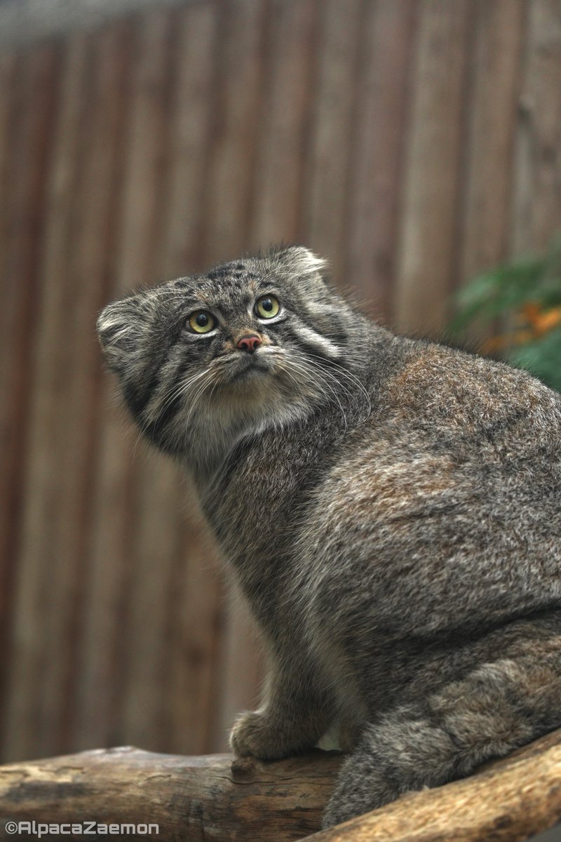 アルパカざえもん (@alpacazaemon) on Twitter photo 
