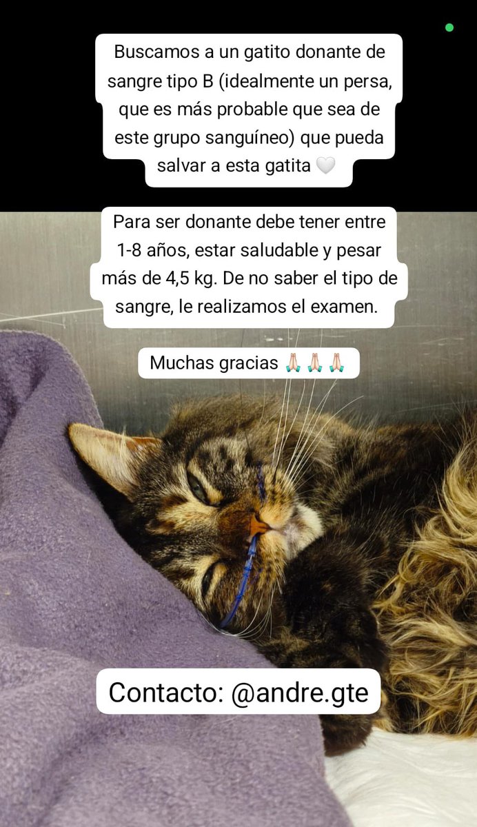 Urgente se necesita urgente donante sangre  para gatito que está grave 🥺 Stgo