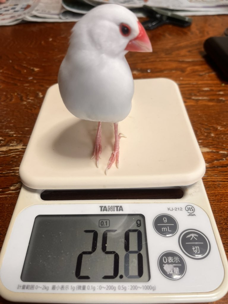 ぽんきち様　取り置き ちーだけ出さないとかひどいです」 「いやお前自分で帰ったよな？」