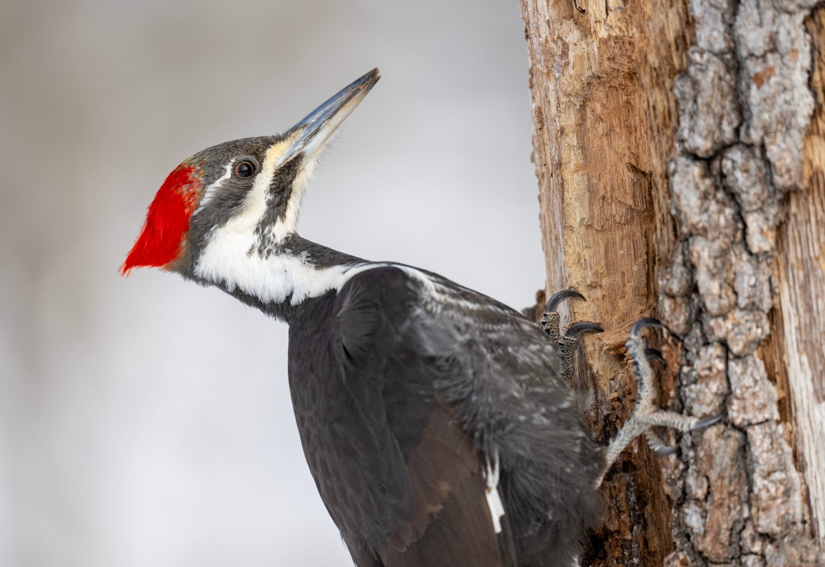 Thank you all so much for the birthday wishes!! 🥰 Today was pretty quiet bird-wise on the rails, but there was beautiful light and I did get some nice looks at a Pileated Woodpecker. I'm still editing those photos; here's a photo I took of a female Pileated Woodpecker earlier.
