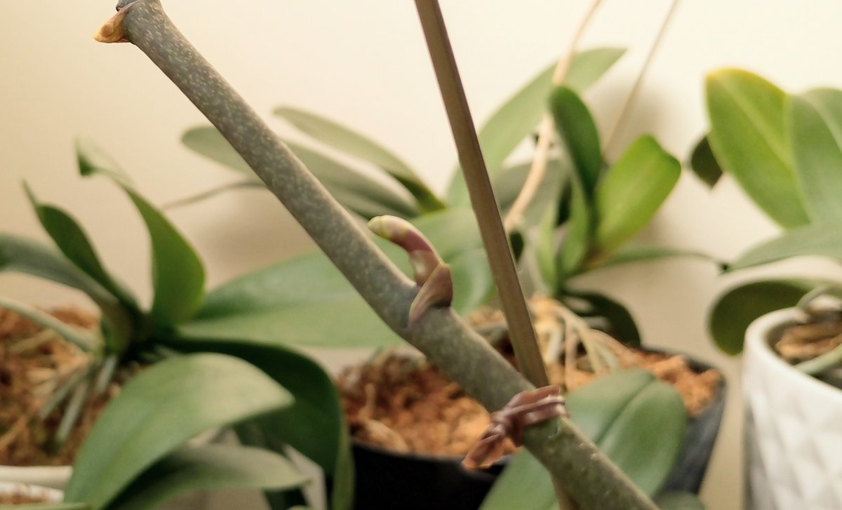 ようやくクリスマス～☆
　　＆
色々新しく♪
詳しくはブログをご覧お願いいたしますm(_ _)m
aviddance.hateblo.jp/entry/20251222…