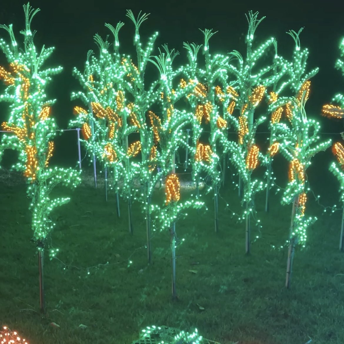 satstackhustle's tweet image. My favorite holiday activity this year?

Cornfield made out of Christmas lights