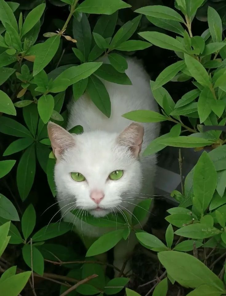 ShouldHaveCat's tweet image. 