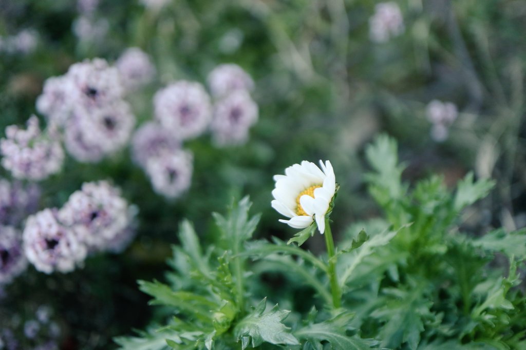 kinokdk's tweet image. 2025/12/22(月)、おはようございます！

白く可憐な寒白菊📸
ノースポールとも。
冬の花写真はキク科が頼りです☺️

今週は仕事納め、
頑張っていきましょー