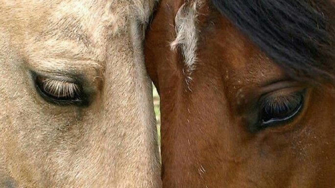acervobrokeback's tweet photo. https://t.co/OdPfPgdqNc