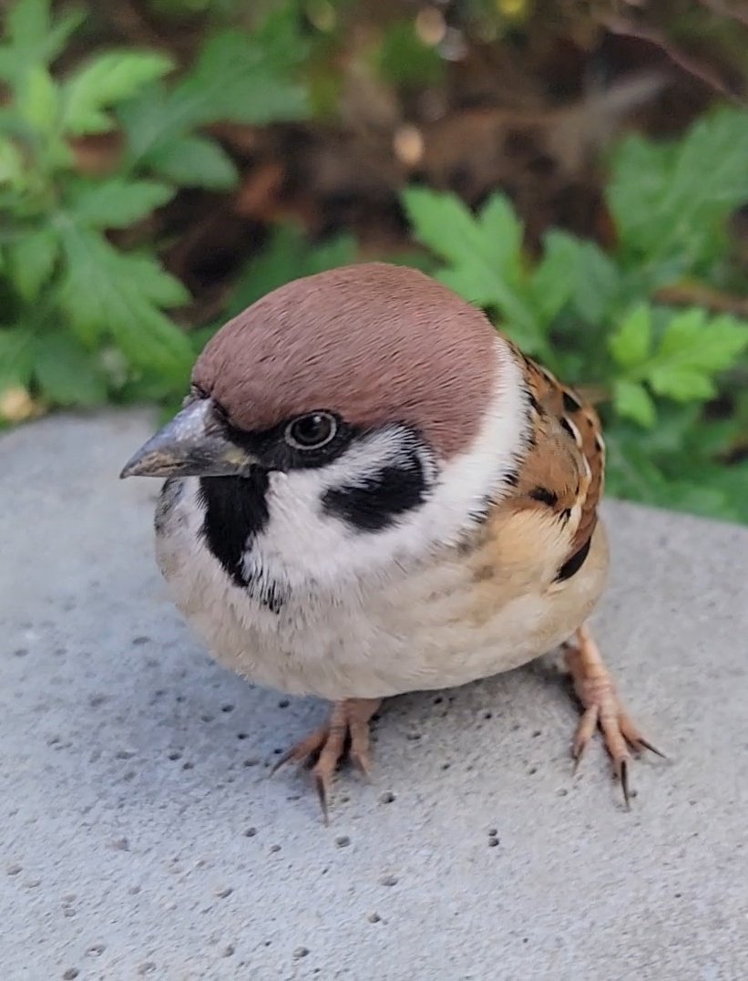 PiPiPi♡ページ poppi Ginger Fizz Prebiotic Soda, 12 oz, Single Can - Walmart.com