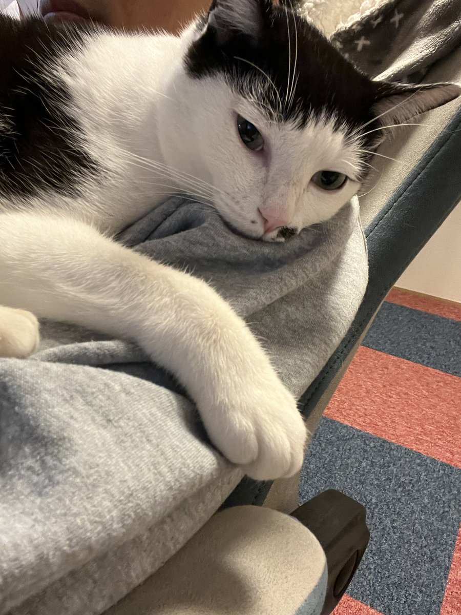 トラキチーノ(トラキチと大福) (@torakichi0831) / Posts / X