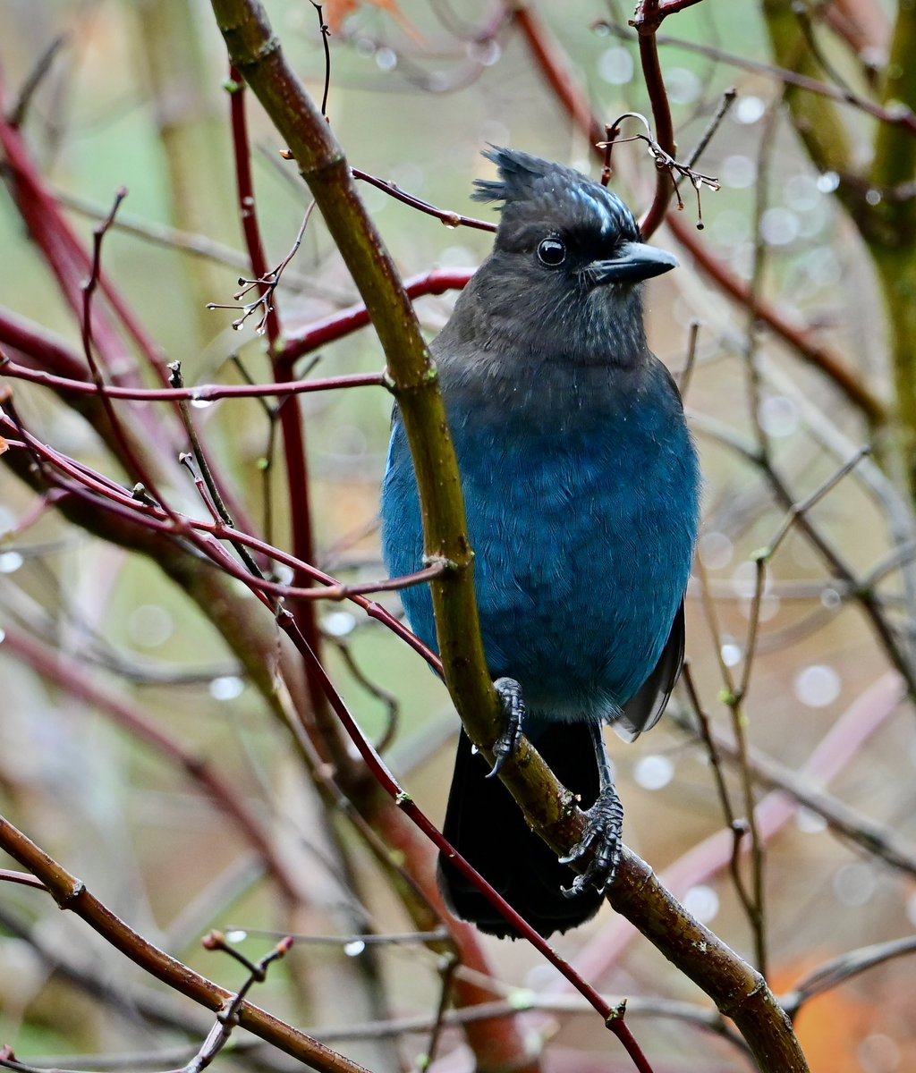 cgcrd's tweet image. Today’s Steller’s Jay on a wet Sunday. #birdphotography #NaturePhotography